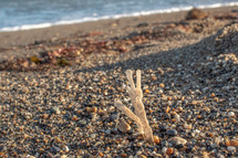 Dry, White Carrageen Moss on the Sea Shore, Ireland