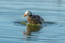 Goose Splashing Around in the Water