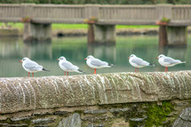 Five Black-Headed Gulls on a Wall by a River, Wicklow Town, Ireland