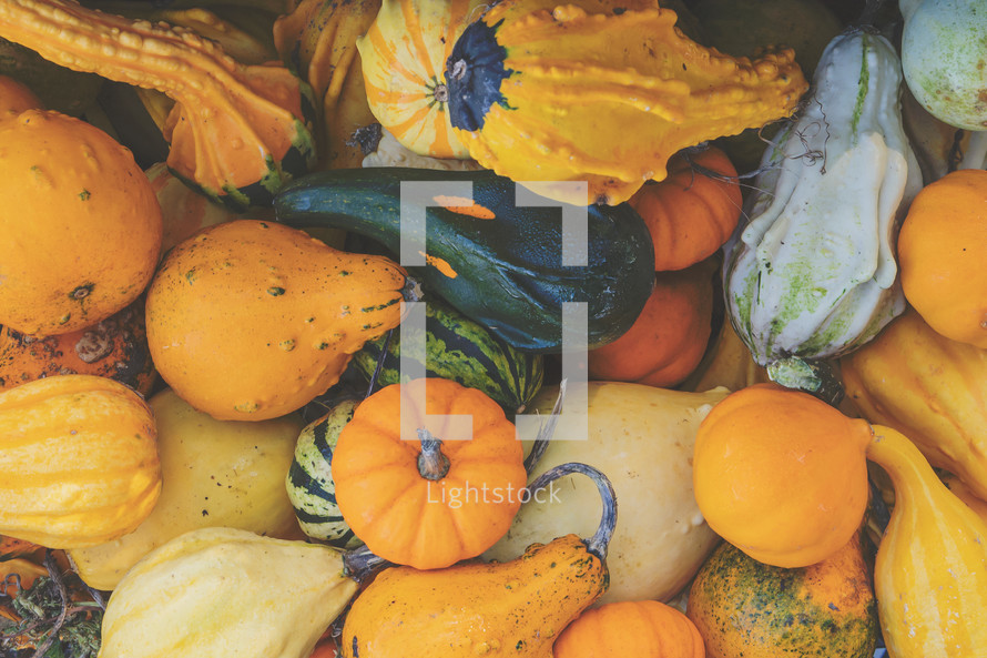 Thanksgiving or fall autumn scene stock photo with gourds pumpkins for decorating that would work for a social media post or presentation slide background