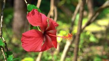 red hibiscus flower 