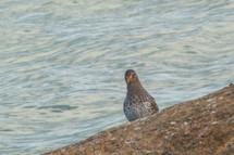 Purple Sandpiper Peering Over a Rock by the Sea, County Dublin, Ireland