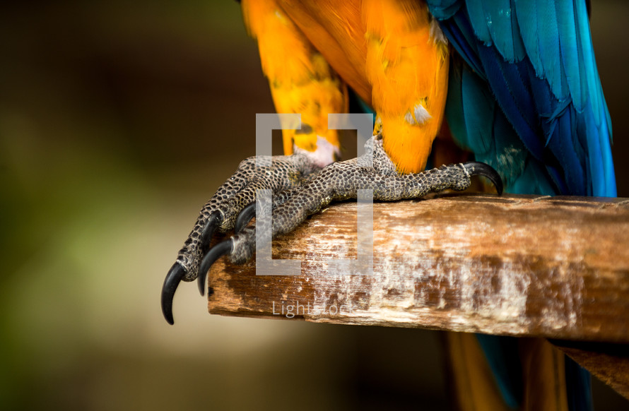 claws and feet of a military macaw parrot