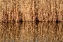 Golden Reeds Reflecting on a Still Lake