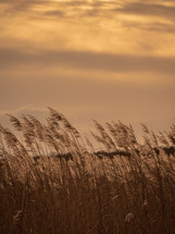 Golden Reeds on a Golden Winter's Evening