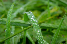 Raindrops on Green Grass in a Meadow