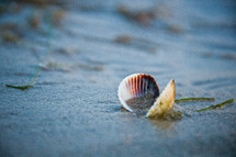 seashells on the beach 