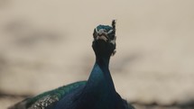 Indian Blue Peafowl (Peacock) Isolated In Blurry Background. Close Up	