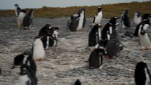 Gentoo Penguin Colony In Isla Martillo, Tierra del Fuego, Argentina - Tracking Shot