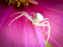 white spider on a flower