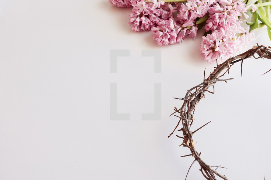 Pink hyacinth flowers with crown of thorns on a white background