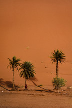 Palms at base of large dune