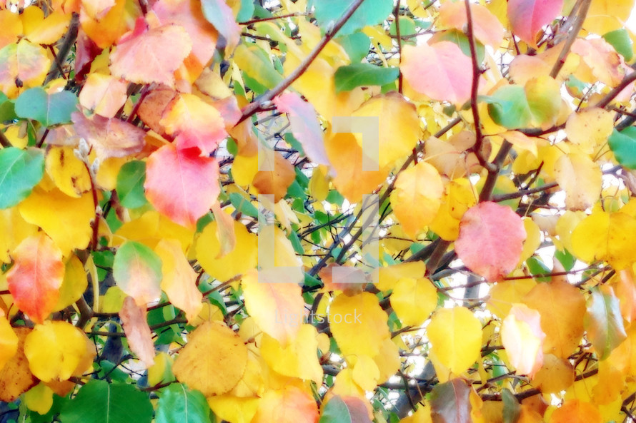 yellow, red and green leaves in autumn fill the frame