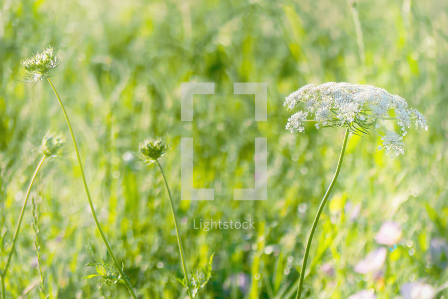 queen anne's lace flowers in a meadow 