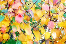 yellow, red and green leaves in autumn fill the frame