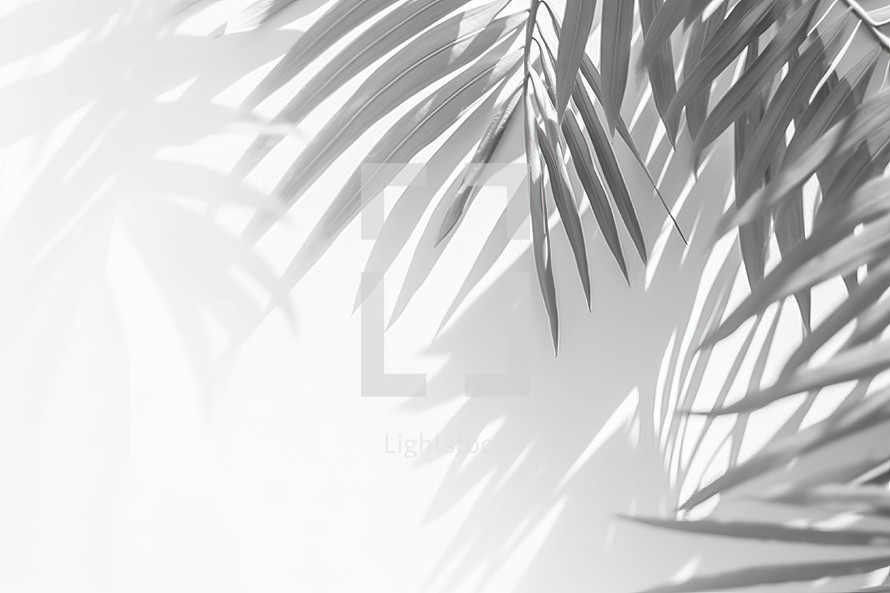 Grey Shadow of Natural Palm Leaf