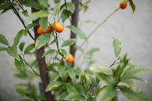 Orange fruit on a tree.