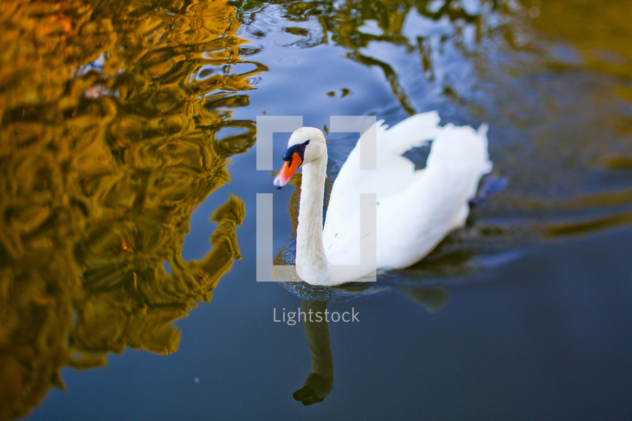 White swan swimming in pond