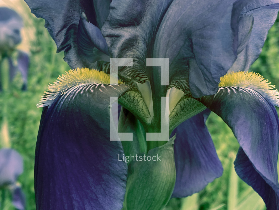 moody iris closeup in purple-blue