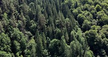 Top View Of The Lush Green Forest Of Pine Trees During Daytime. aerial