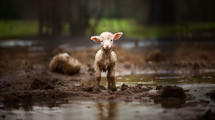 Small Lamb of God in a Muddy Puddle Lost Sheep, cold and dirty sad and lonely