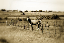 horse in a field 