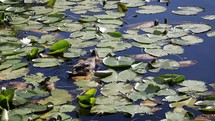 Female Mallard Duck Swimming Through Lily Pads, Ireland
