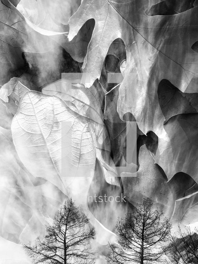 leaves clouds trees double exposure in black and white