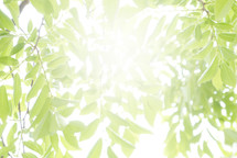 leaves with bright glow sun flare 