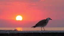 Lonely seagull near the sea at sunset