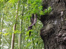 carob tree (scientific name Ceratonia siliqua) fruits