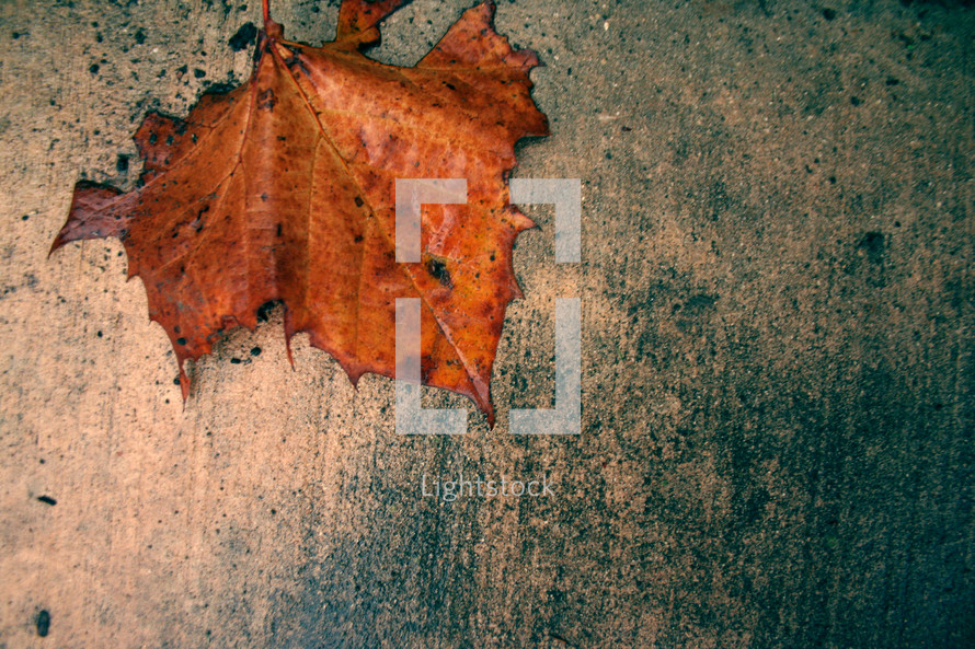 fall leaf on concrete 