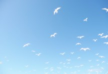 flying gulls with soft blur