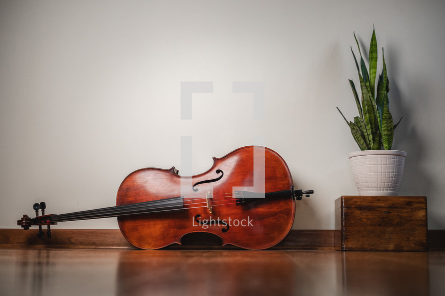 Cello instrument next to plant in bedroom