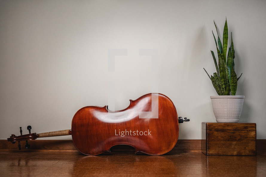 Cello instrument next to plant in bedroom