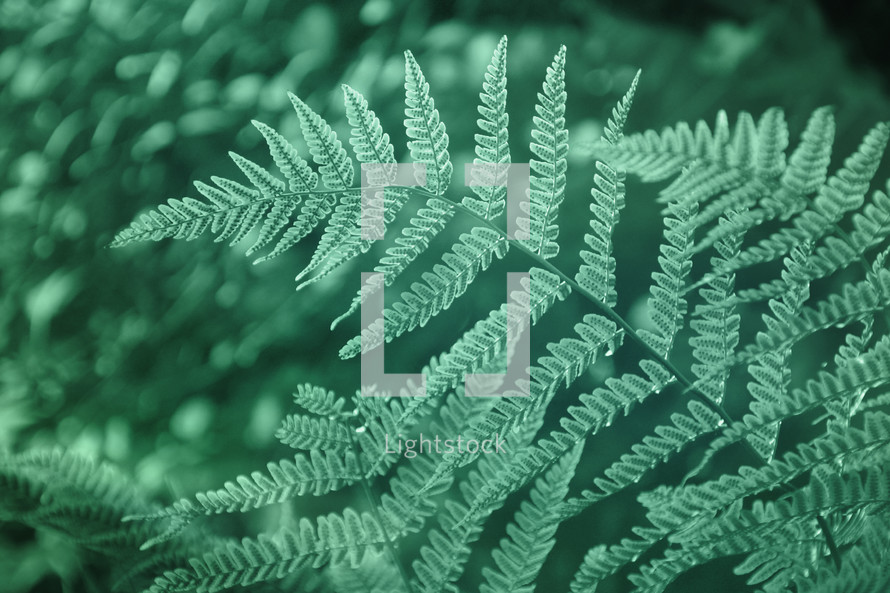 green nature image with fern fronds and background bokeh