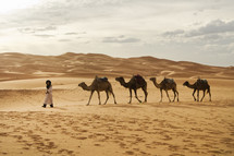 guy leading camels 