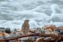 Rock Pipit Bird Looking Out at Sea Surf