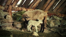 Sheep and lamb in a shelter. Medium Shot
