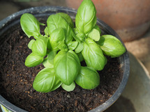 basil (scientific name Ocimum basilicum) aka Thai basil or sweet basil plant in a pot
