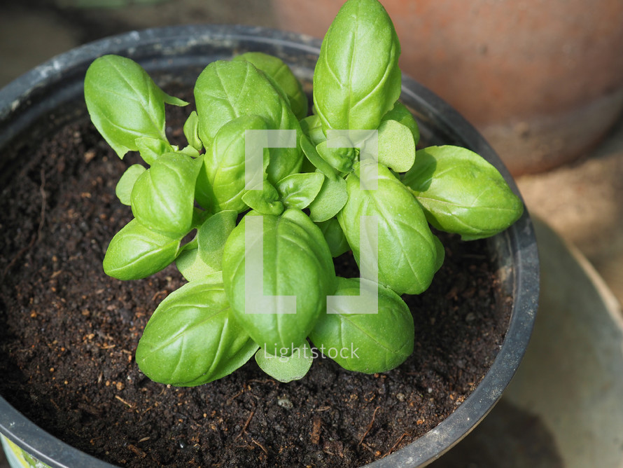 basil (scientific name Ocimum basilicum) aka Thai basil or sweet basil plant in a pot