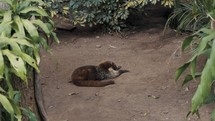 White-nosed Coati Resting On The Ground In The Forest. Nasua Narica. high angle, wide