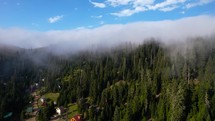 Fog in the mountain spruce forest