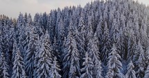 Aerial Drone Shot of Dense Spruce At Forest Mountain Laden With Thick Snow During Winter.