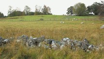 stone wall and grazing sheep in Scotland 