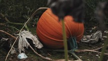 Large pumpkin in a field, pumpkin patch, halloween October spooky decoration