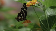 Butterfly in summer nature on flower in cinematic slow motion.