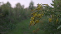 Golden rod flower on nature path through field - isolated