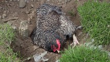 Barred Plymouth Rock Chicken Pecking and Rolling in the Dust, Ireland
