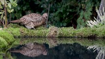 Female Pheasant Feeding, Reflected in Water, Ireland
